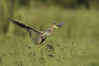 Purple Heron (Ardea purpurea) flying, Netherlands