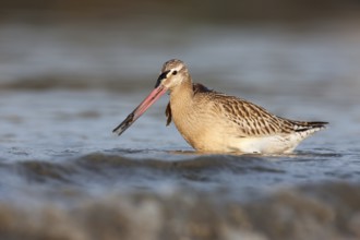 Bar-tailed Godwit (Limosa lapponica), Schleswig-Holstein, Germany