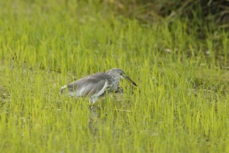 Chinese Pond Heron (Ardeola bacchus), Phetchaburi, Thailand