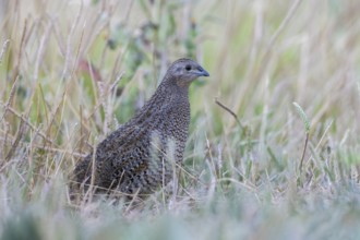 Brown Quail (Coturnix ypsilophora), Victoria, Australia