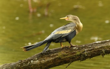 Weiblicher Amerikanische Schlangenhalsvogel (Anhinga anhinga)