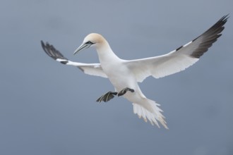 Northern Gannet (Morus bassanus) flying, Schleswig-Holstein, Germany