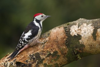 Middle Spotted Woodpecker (Dendrocoptes medius) male, Schleswig-Holstein, Germany