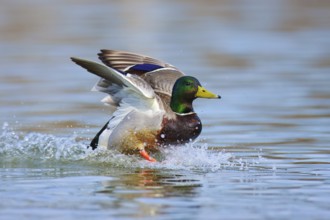 Mallard (Anas platyrhynchos) male flying, British Columbia, Canada