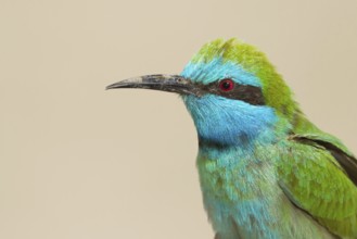 Green Bee-eater (Merops orientalis), Oman