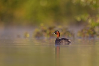 Little Grebe (Tachybaptus ruficollis), North Rhine-Westphalia, Germany