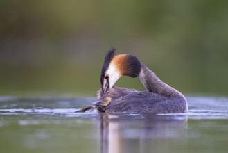Great Crested Grebe (Podiceps cristatus) preening, North Rhine-Westphalia, Germany