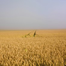 Tracks lead through a vast field of ripe wheat in Limagne plain, showcasing the golden hues under a