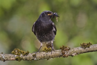 Black Redstart (Phoenicurus ochruros) male with insect prey in beak to feed chicks, Bavaria,