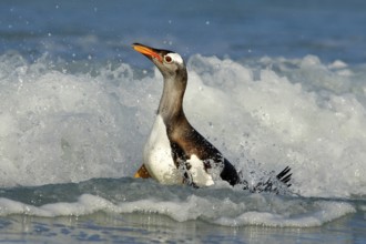 Bird in the water. Gentoo penguin jumps out of the blue water while swimming through the ocean in