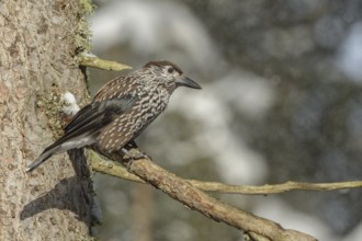 Spotted Nutcracker (Nucifraga caryocatactes), St. Gallen, Switzerland