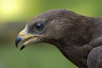 Wespenbussard; lat. Pernis apivorus; rufend; Kopfportrait im Jugendkleid; Seitenansicht
