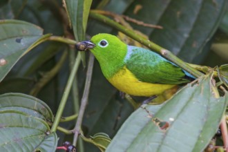 Blue-naped Chlorophonia (Chlorophonia cyanea) perched on a branch in Manu National Park, Peru