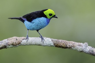 Paradise Tanager (Tangara chilensis) perched on a branch in Ecuador