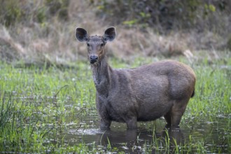 Barasingha (Rucervus duvaucelii), feeding, standing in water, Bandhavgarh National Park, Mairee,