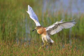 Squacco Heron (Ardeola ralloides) flying, Greece