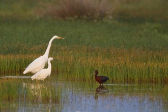 Great Egret & Little Egret & Glossy Ibis (Ardea alba & Egretta garzetta & Plegadis falcinellus)