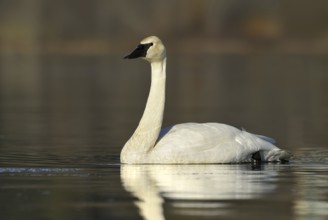 Trumpeter Swan (Cygnus buccinator), British Columbia, Canada
