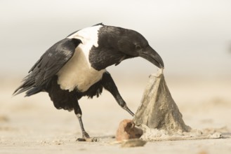 Pied Crow (Corvus albus), Gambia