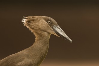 Hamerkop (Scopus umbretta), Gambia