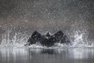 Great Cormorant (Phalacrocorax carbo) bathing, Baden-Wuerttemberg, Germany