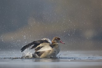 Egyptian Goose (Alopochen aegyptiaca) bathing, North Rhine-Westphalia, Germany