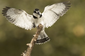 Pied Kingfisher (Ceryle rudis) female, Gambia