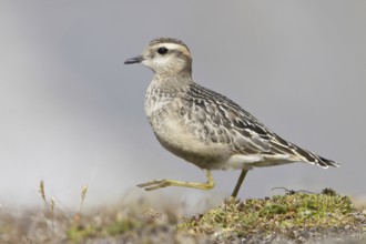 Eurasian Dotterel (Charadrius morinellus) juvenile, Grisons, Switzerland