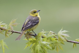 Orchard Oriole (Icterus spurius) female, Ohio, USA