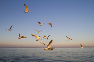 Black-headed Gull (Chroicocephalus ridibundus), Bavaria, Germany