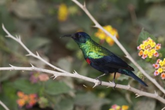 Shining Sunbird (Cinnyris habessinicus) male, Oman