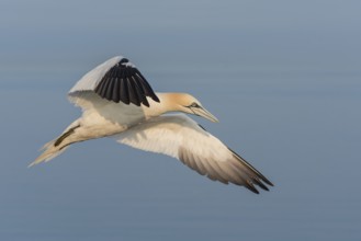 Northern Gannet (Morus bassanus) flying, Schleswig-Holstein, Germany