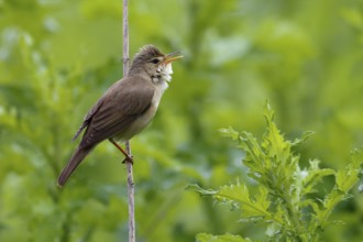 Marsh Warbler (Acrocephalus palustris) singing, Saxony-Anhalt, Germany