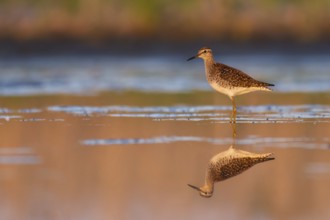 Wood Sandpiper (Tringa glareola) foraging, Poland