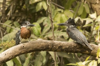 Giant Kingfisher (Megaceryle maxima) pair, Gambia