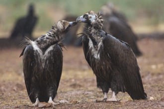 Cinereous Vulture (Aegypius monachus), Extremadura, Spain