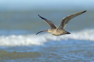 Far Eastern Curlew (Numenius madagascariensis), Northern Territory, Australia