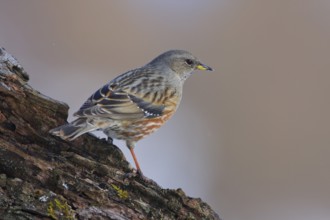 Alpine Accentor (Prunella collaris), Carinthia, Austria