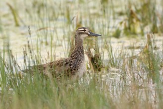 Garganey (Spatula querquedula) female, Austria
