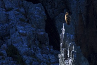 Buitre leonado / Griffon Vulture (Gyps fulvus)