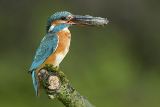 Common Kingfisher (Alcedo atthis) female perched on a branch with a fish in its beak, Lower Saxony,
