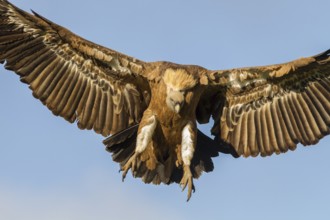 Griffon Vulture (Gyps fulvus), adult landing with open wings, Castilla Leon, Spain