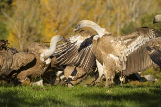 Griffon Vulture (Gyps fulvus), two vultures fighting, Castilla Leon, Spain
