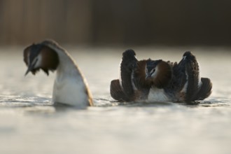 Great Crested Grebe (Podiceps cristatus) pair displaying, North Rhine-Westphalia, Germany