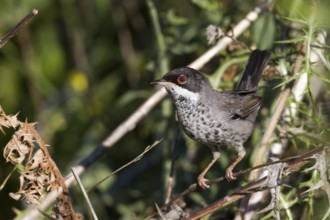 Cyprus Warbler (Sylvia melanothorax) male, Cyprus