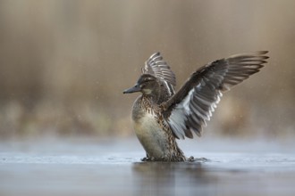 Garganey (Spatula querquedula) female, Saxony, Germany
