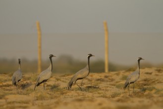 Demoiselle Crane (Grus virgo), Oman