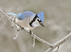 Blue Jay (Cyanocitta cristata), Saskatchewan, Canada