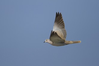 Eurasian Collared Dove (Streptopelia decaocto) flying, Oman