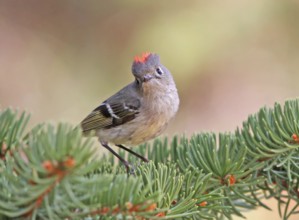Ruby-crowned Kinglet, Regulus calendula, singing, on a spruce tree in Saskatchewan